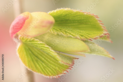 キリシマミズキの芽吹き