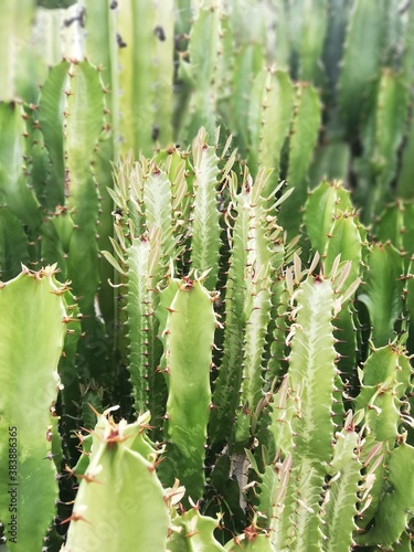 cactus close up