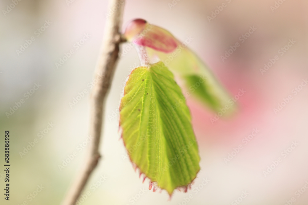 芽吹き 芽吹き
