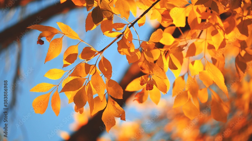 Yellow, red and orange tree leaves over blue sky background. Shallow DOF. - obrazy, fototapety, plakaty 