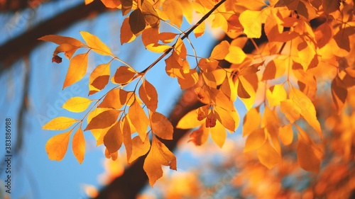 Yellow, red and orange tree leaves over blue sky background. Shallow DOF.