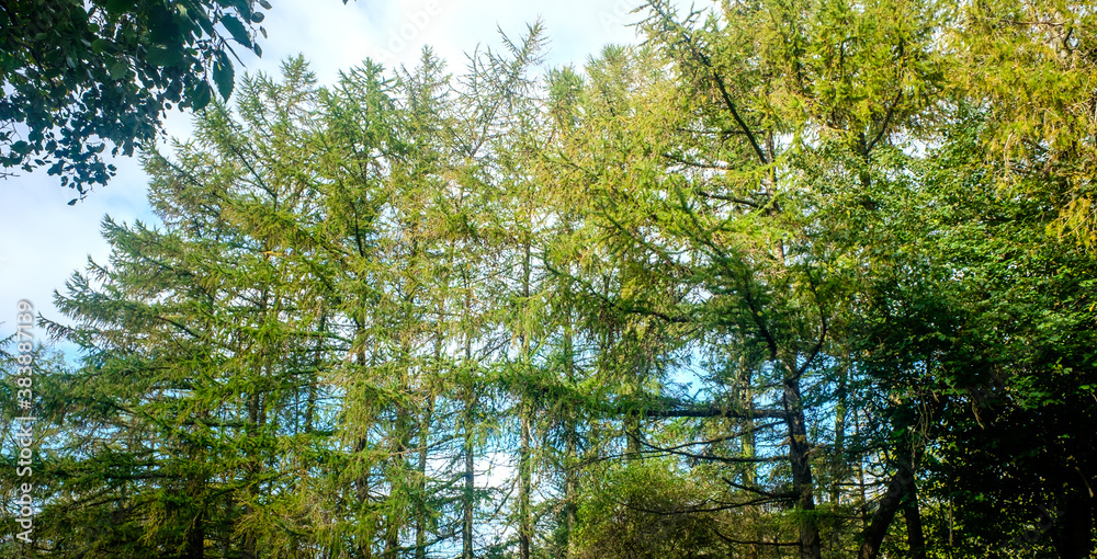 Obraz premium Treetop green foliage. Outdoor nature park landscape background.