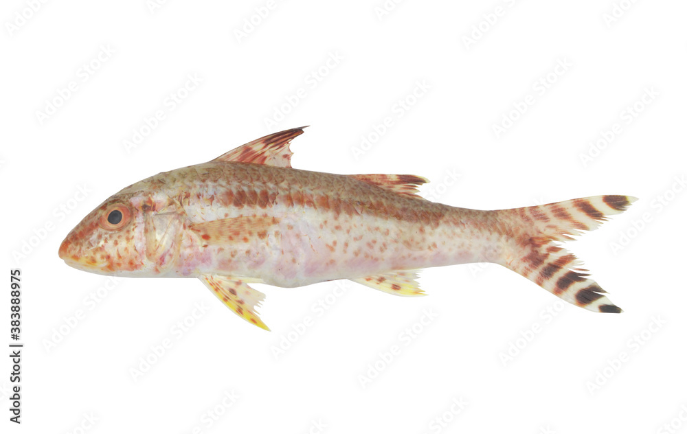 Goatfish or red mullet isolated on white background Goatfish or red mullet isolated on white background