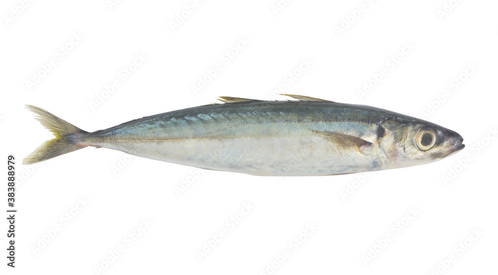 Round scad fish isolated on white background, Decapterus maruadsi Round scad fish isolated on white background, Decapterus maruadsi