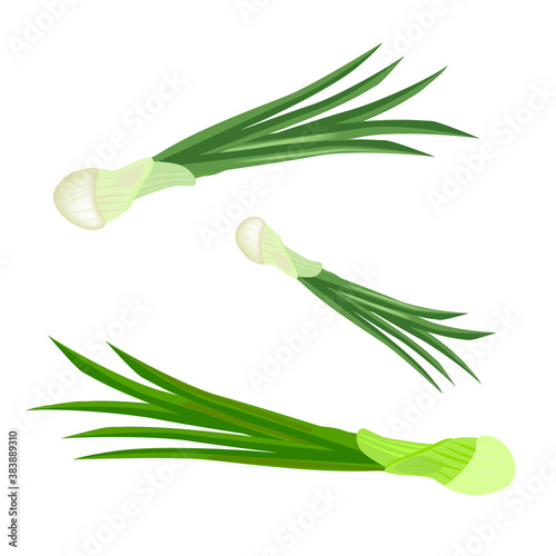 Green onions close-up. Fresh green onion, isolated on white background. Green vegetables. Vector 