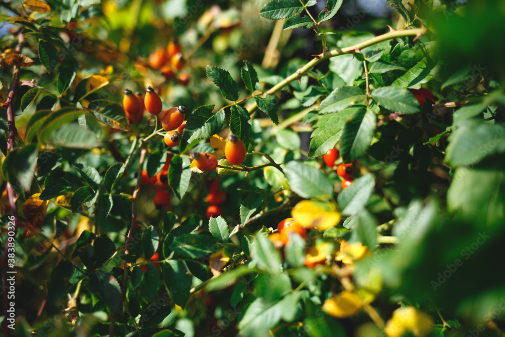 rose hips surrounded by greenery. selective focus, blur