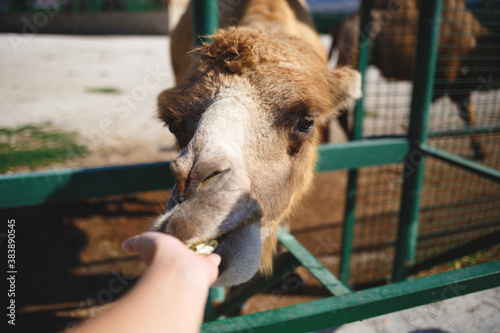 camel in the zoo against the blue sky