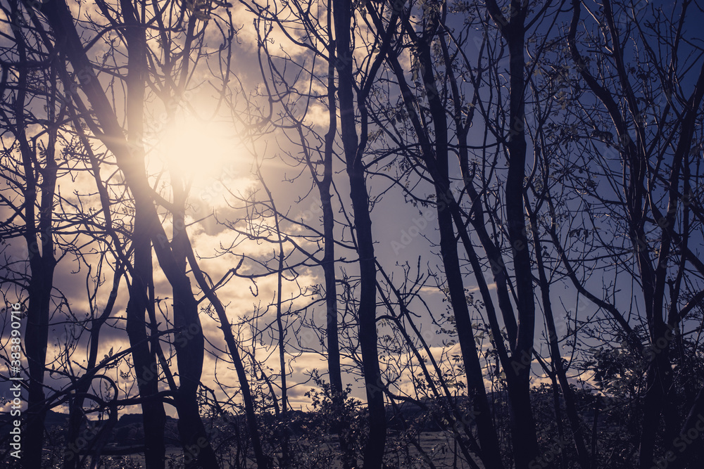 sepia coloured silloutte of trees with a ray of sunshine sepia coloured silloutte of trees with a ray of sunshine