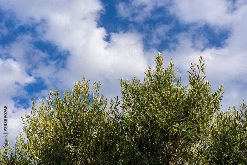 Obraz premium An Olive Tree with Olives and Blue Sky with Clouds