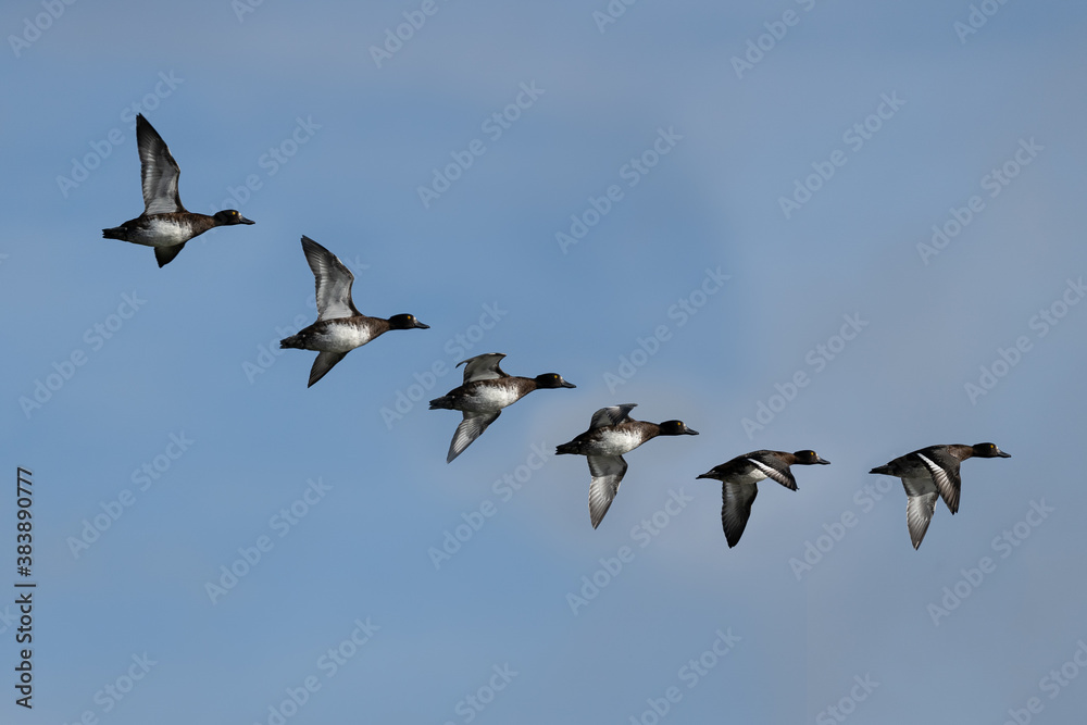 Flight path of a solo  European Tufted Duck over the pond in the United Kingdom wetlands in Autumn