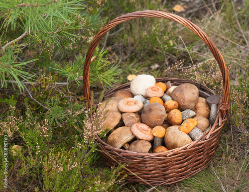 A wicker basket full of fresh autumn mushrooms.