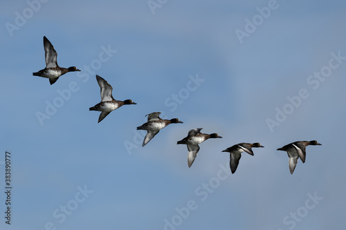 Flight path of a solo  European Tufted Duck over the pond in the United Kingdom wetlands in Autumn