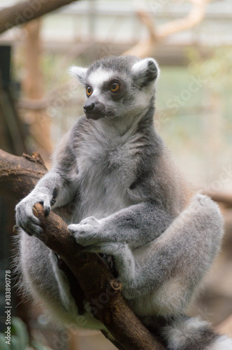 portrait of a Ring-Tailed Lemur (Lemur Catta)