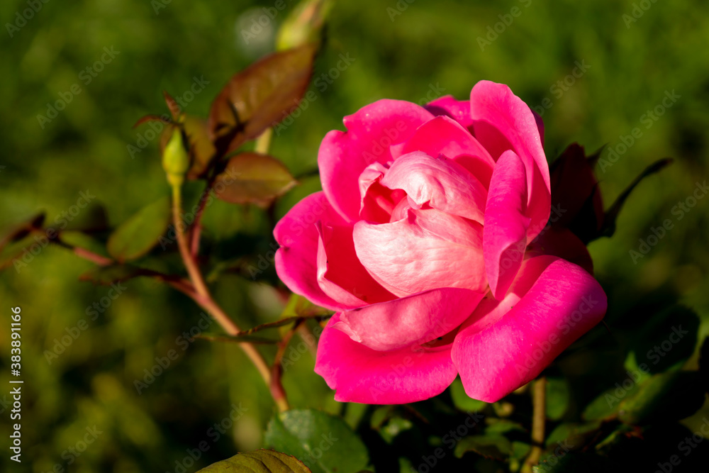 pink rose in garden pink rose in garden