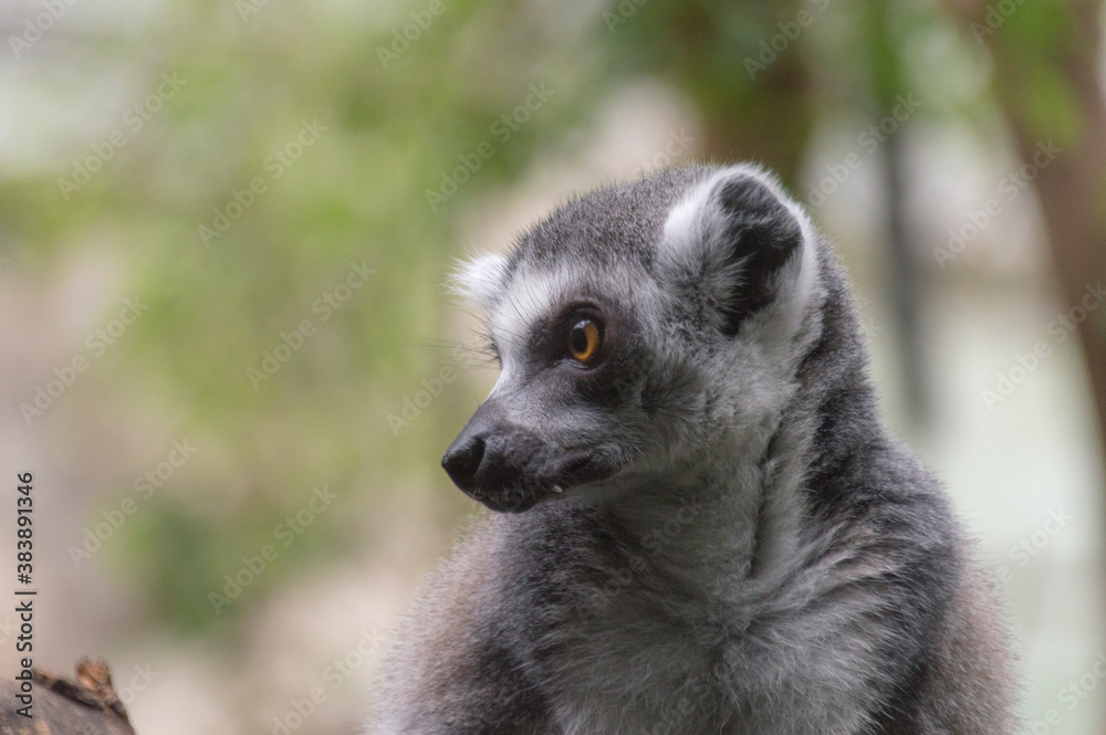 Obraz premium portrait of a Ring-Tailed Lemur (Lemur Catta)