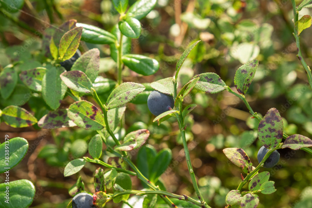 healthy, natural,organic blue blueberries with plants, in the forest in summer,autumn healthy, natural,organic blue blueberries with plants, in the forest in summer,autumn