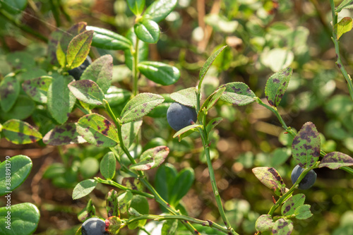 healthy, natural,organic blue blueberries with plants, in the forest in summer,autumn