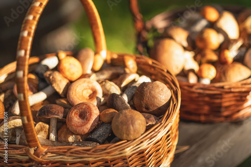 Two wicker baskets full of fresh autumn mushrooms.