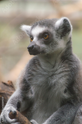 portrait of a Ring-Tailed Lemur (Lemur Catta)