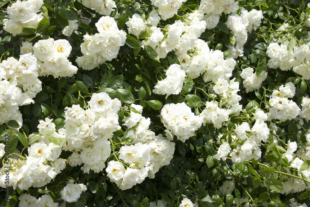 バラの花 バラの花