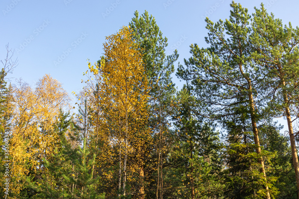 landscape with beautiful,natural, multi-colored trees with green,yellow foliage, coniferous trees in autumn in the forest against the blue sky. landscape with beautiful,natural, multi-colored trees with green,yellow foliage, coniferous trees in autumn in the forest against the blue sky.