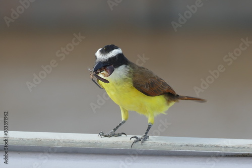 The great kiskadee (Pitangus sulphuratus) is a passerine bird in the tyrant flycatcher family Tyrannidae. The bird throws a captured beetle into the air to turn it for better eating, Santarem Brazil photo