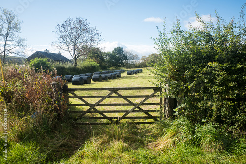 Wooden gate and hedge in the Lake District UK