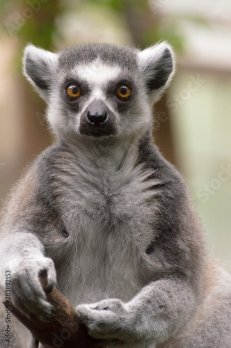 portrait of a Ring-Tailed Lemur (Lemur Catta)
