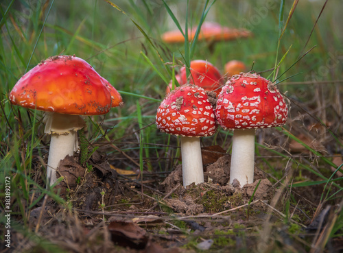 Closeup of several red fly agaric mushrooms (fly amanita or amanita muscaria) in the grass in forest