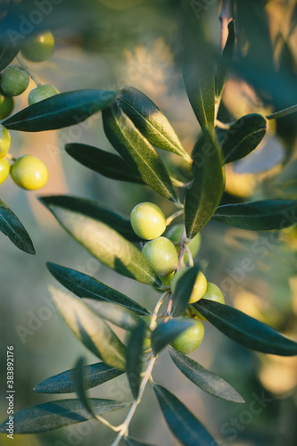 Canvastavla Green arbequina olive branches close up