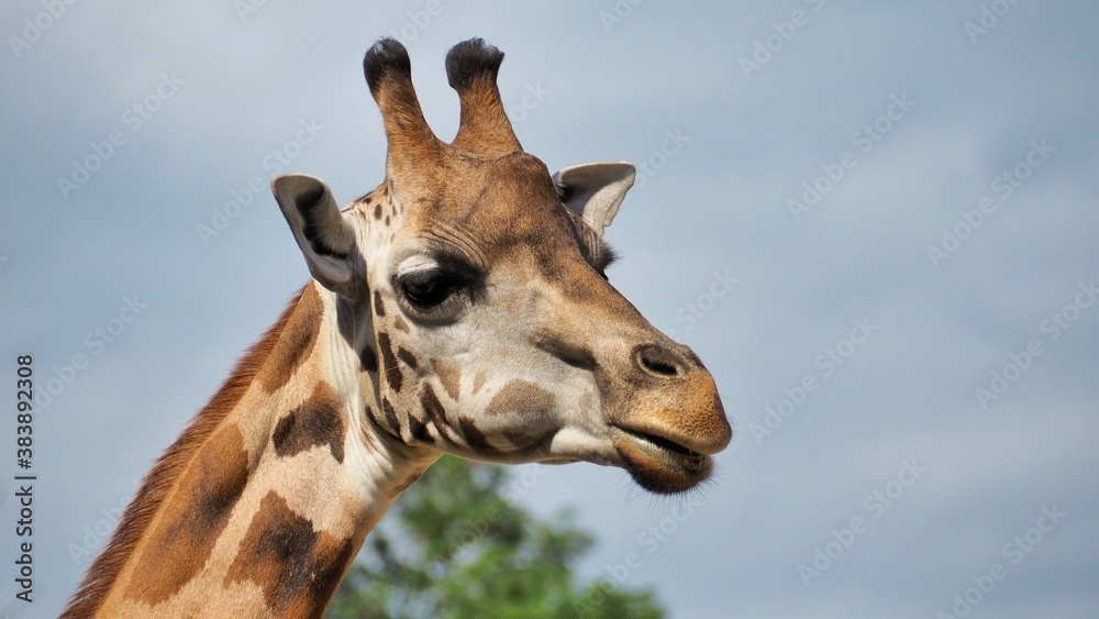 Naklejka premium Detail of a South African giraffe from the side