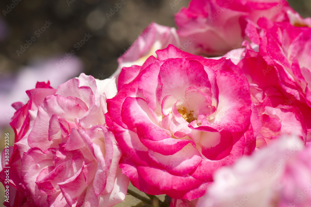 バラの花のアップ バラの花のアップ