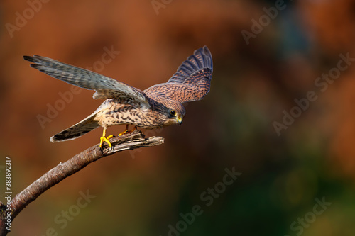 Common Kestrel  Falco innunculus  sitting on a branch in  the Netherlands