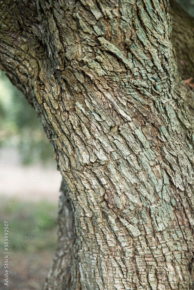 Fototapeta premium Detail of the texture of an old olive tree trunk