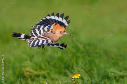 Eurasian hoopoe (Upupa epops) flying while searching for food in the Netherlands