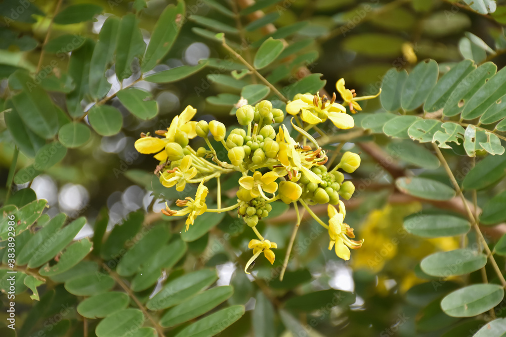 Siamese senna or cassia flowers, medical plant or herb. Siamese senna or cassia flowers, medical plant or herb.