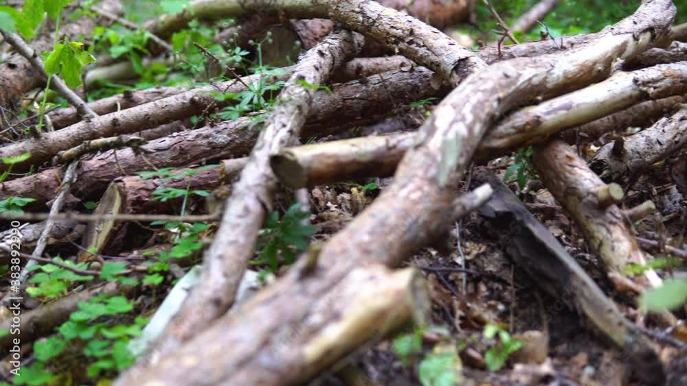 Fallen Timber From Forest Grounds- panning shot Fallen Timber From Forest Grounds- panning shot