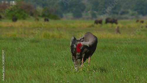 Eastern Sarus Crane, Antigone antigone sharpii; an individual preening in the middle of the grassland in Buriram while the wind blows moving the grass and carabaos seen at the background. photo