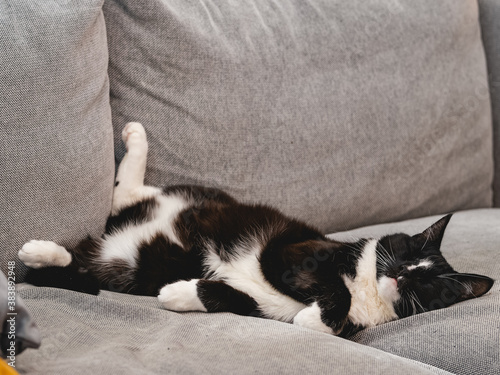 Black and white cat sleeping on the couch