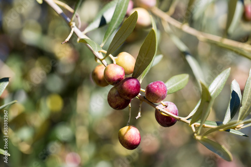 Ripe arbequina olives on a tree photo