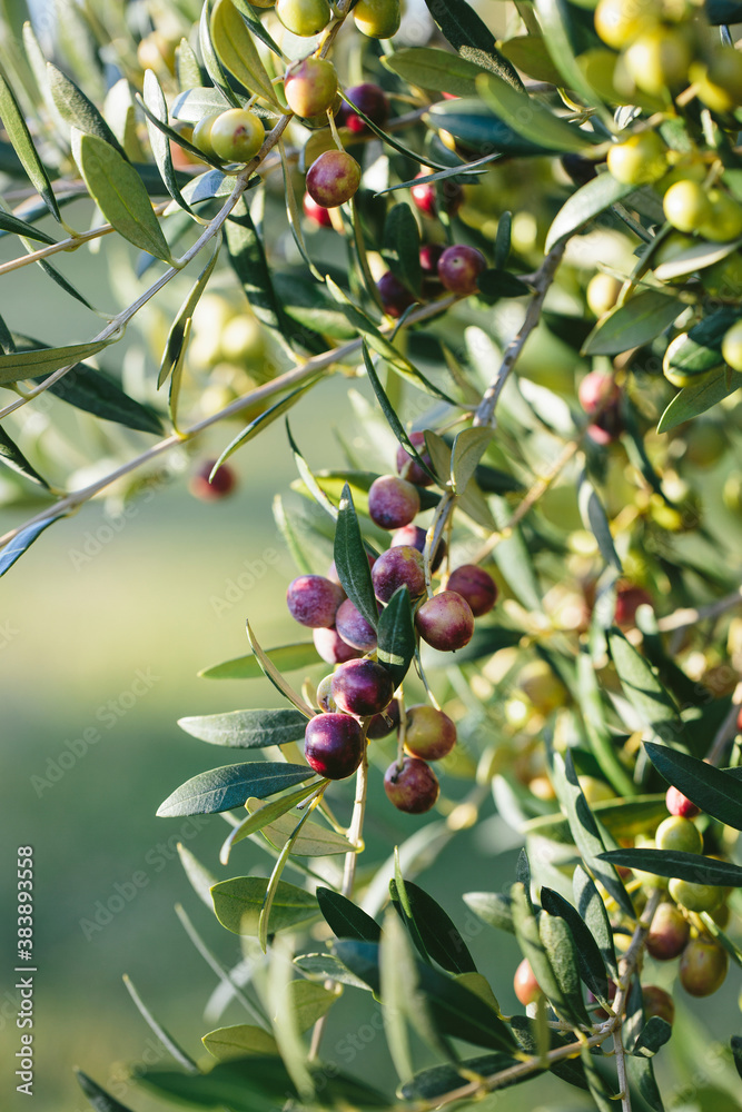 Arbequina olive branches