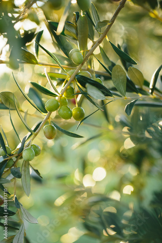 Arbequina olive branches