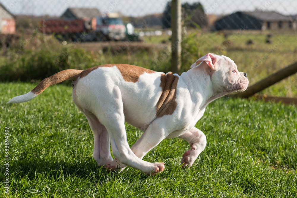 Funny red American Bulldog puppy dog in move Funny red American Bulldog puppy dog in move