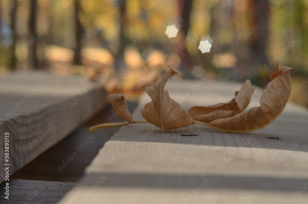 Obraz premium Autumn leaves that fall from trees in the Park . Russia city of Tambov .