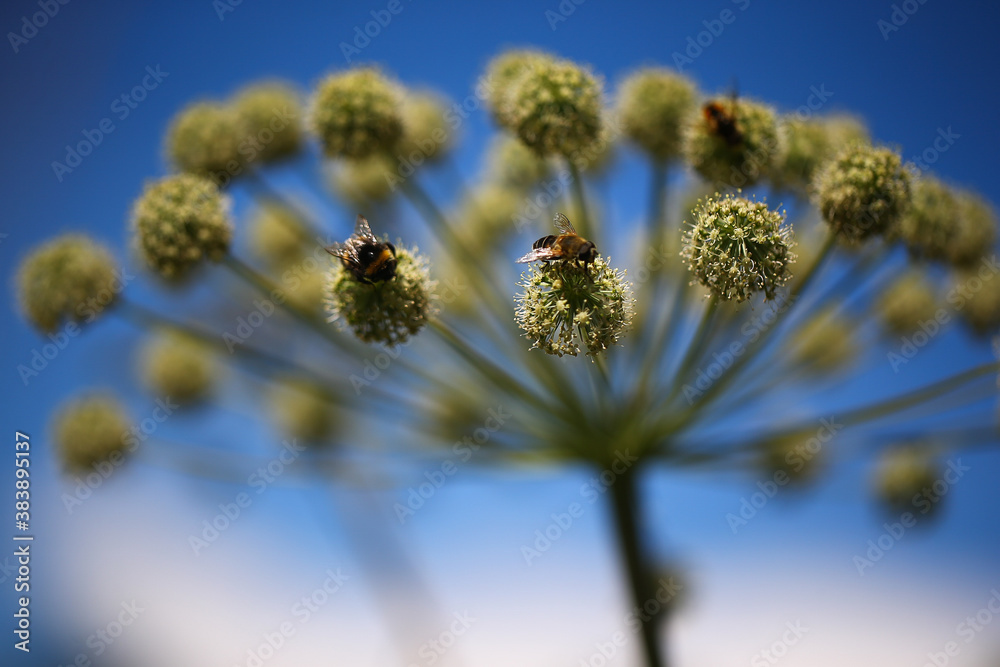 Bees pollinate a flower Bees pollinate a flower