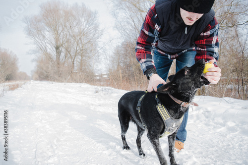 Man playing with active black dog outdoor on snow in sunny winter day. The dog grabs the ball. Training, dog walking in the city or nature. Best friends. Action play puppy. space for text
