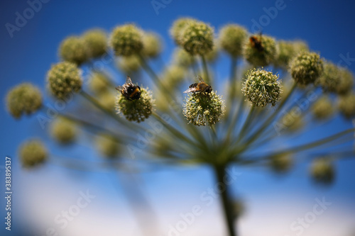 Bees  pollinate a flower © Sergei