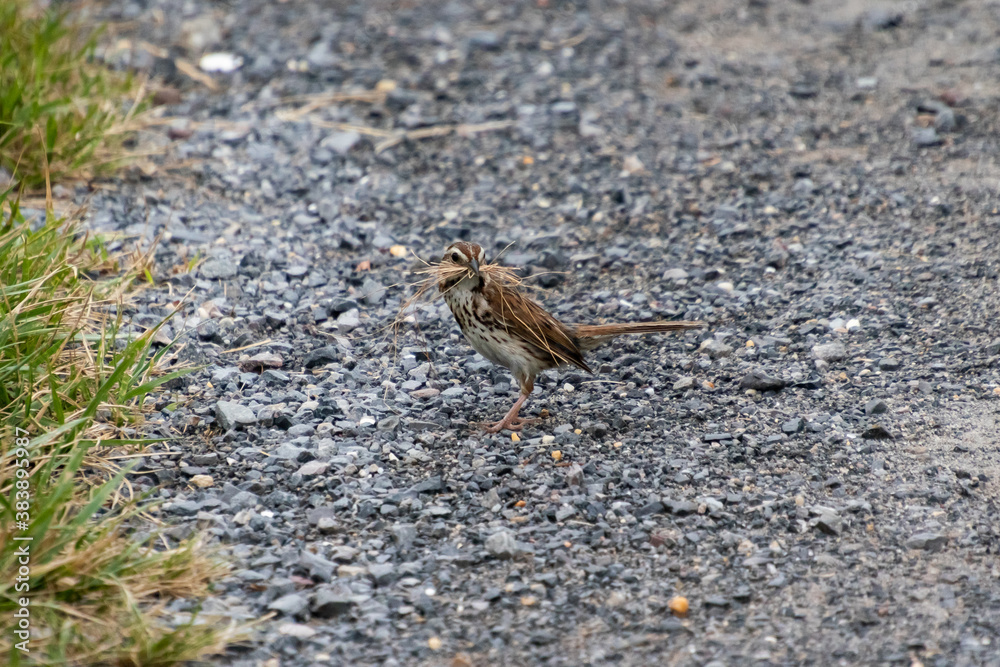 A song sparrow (Melospiza melodia) gathers nest-building materials from the ground during the spring breeding season A song sparrow (Melospiza melodia) gathers nest-building materials from the ground during the spring breeding season