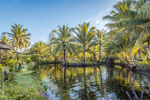 Pond surrounded by palm trees near the village in the jungle © Sergey
