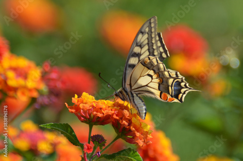 Schmetterling Schwalbenschwanz auf Wandelröschen photo